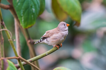 Little bird sitting on a green twig in nature.