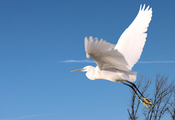 white heron in flight over the al