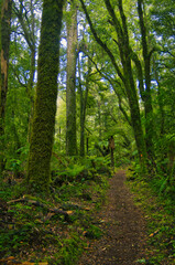 Obraz premium Walking track in the temperate rainforest of Whirinaki Forest Park near Minginui in Te Urewera, North Island, New Zealand. Ferns and huge moss-covered trees. 