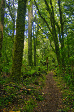 Walking track in the temperate rainforest of Whirinaki Forest Park near Minginui in Te Urewera, North Island, New Zealand. Ferns and huge moss-covered trees.
