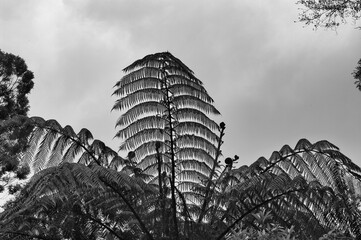 Black and white silhouette of the leaves of a tree fern against a grey sky. Intricate pattern of...
