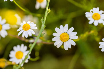 Fototapeta premium blooming daisies in the spring season. yellow daisies look great in green grass. Close-up daisies with macro. daisy flowers with clear fronts and blurred backs