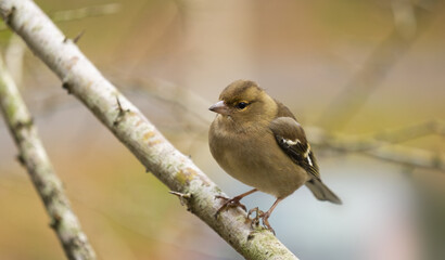 The common chaffinch on a branch on Mount Ulia.