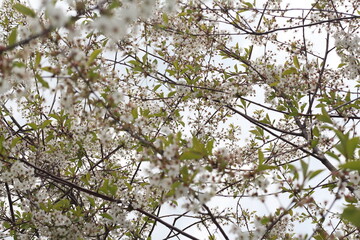 cherry blossom