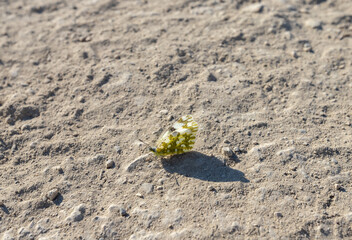 a small butterfly standing on a field of earth