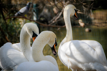 swans on the lake