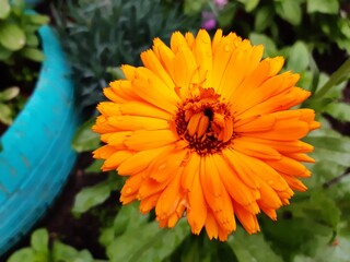 orange flower of calendula