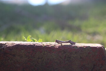 Formiga carregando uma folha sobre a margem do muro do parque