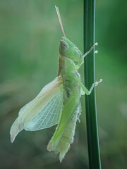 grasshopper on a leaf