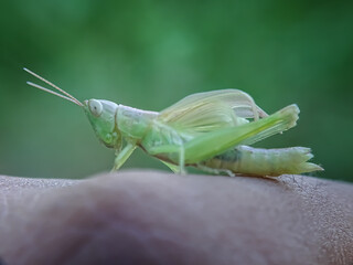 grasshopper on a leaf