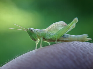 grasshopper on the grass