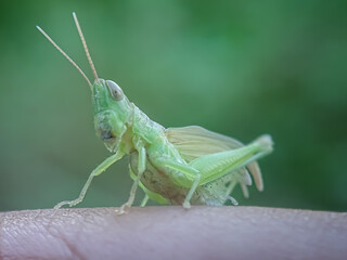 grasshopper on a leaf