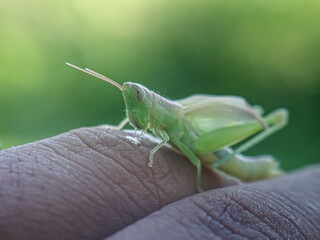 grasshopper on a leaf