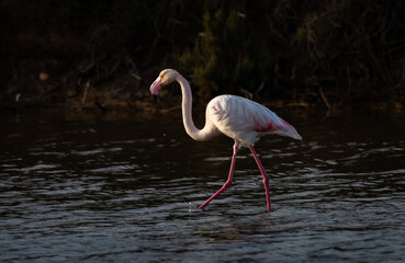 Flamingo em lago