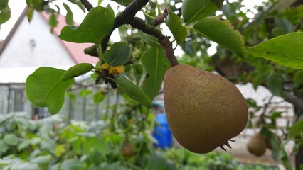 papaya on tree