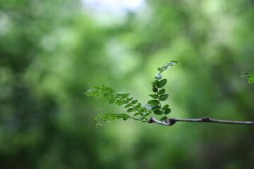 composición con plantas