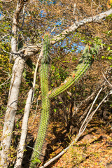 Fototapeta premium Xique xique cactus (Pilosocereus gounellei) in the caatinga forest - Oeiras, Piaui (Northeast Brazil)