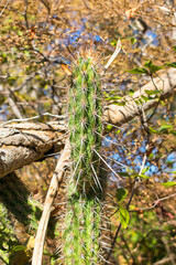 Xique xique cactus (Pilosocereus gounellei) in the caatinga forest - Oeiras, Piaui (Northeast Brazil)