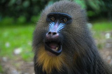 baboon sitting in the tree