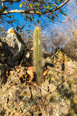 Xique xique cactus (Pilosocereus gounellei) in the caatinga forest - Oeiras, Piaui (Northeast Brazil)