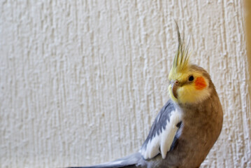 close up of a bird