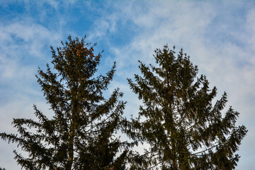 Green branches ate against the sky