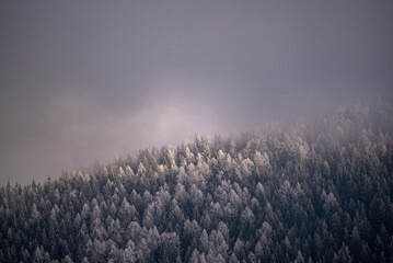 misty morning in the forest, snow covered trees in winter