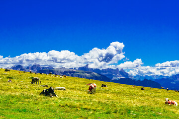 Brown cows on alpine pastures in summer . Alpe di Siusi, South Tyrol - Italy