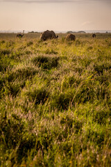 Obraz premium Early morning sunrise view of two ostriches grazing next to two white rhinos in the savannah grasslands of Nairobi National park near Nairobi, Kenya