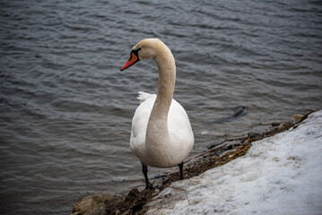 Obraz premium swan on the lake, winter