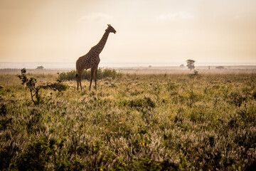 Stunning early morning view of a Masai giraffe standing majestically in the savannah of the Nairobi National Park near Nairobi, Kenya