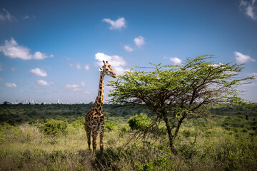 View of a Masai giraffe eating from a whistling thorn acacia in the savannah of the Nairobi National Park near Nairobi, Kenya - obrazy, fototapety, plakaty