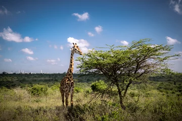Gordijnen View of a Masai giraffe eating from a whistling thorn acacia in the savannah of the Nairobi National Park near Nairobi, Kenya © schusterbauer.com