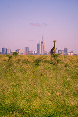 Beautiful view of a Masai giraffe standing in the savannah grasslands in front of the skyline of Nairobi, Nairobi National Park, Kenya - obrazy, fototapety, plakaty
