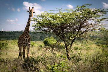 Stunning view of a Masai giraffe standing majestically in the savannah of the Nairobi National Park, Kenya, next to a whistling thorn acacia