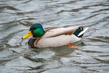 Fototapeta premium duck on the water