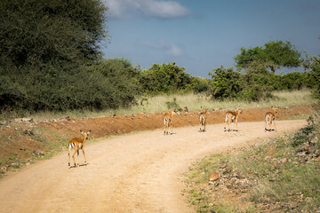 Fototapeta na wymiar Beautiful view of a group of impala antilopes walking along the roadside of a dirt road in the Nairobi National Park near Nairobi, Kenya
