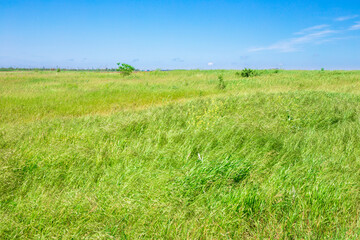 Obraz premium A field of green grass swaying in the wind against a blue sky on the horizon. Rural calm landscape