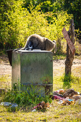 View of a large aggressive male anubis baboon searching and cleaning out a garbage bin to get...