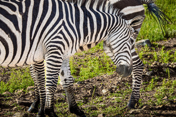 View of wild zebras cuddling with each other in Nairobi National Park, next to Nairobi, Kenya