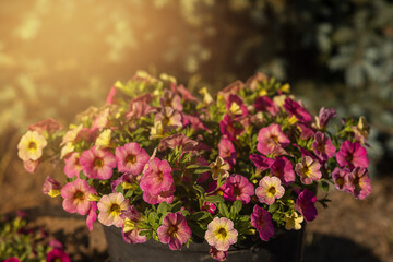 Obraz premium Blooming garden flower with violet petals in summertime close-up photography.