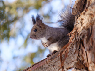 木の上のエゾリス