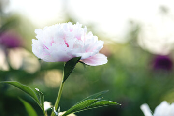 pink peony in a summer flower bed close-up