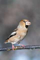 The hawfinch (Coccothraustes coccothraustes)