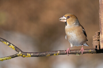 The hawfinch (Coccothraustes coccothraustes)