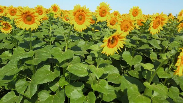 Agricultural field of sunflowers. Shooting in the summer
