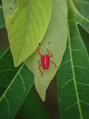 Two unique attacks, giraffe beetle and prisai beetle