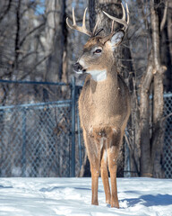Whitetail Deer Buck - close portrait in a natural setting