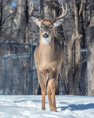 Whitetail Deer Buck - close portrait in a natural setting