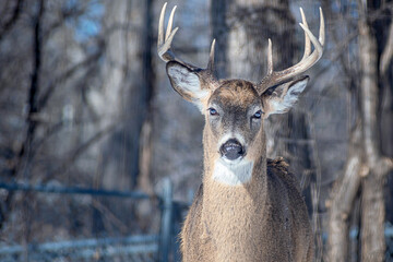 Whitetail Deer Buck - close portrait in a natural setting